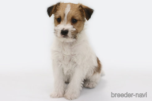 成約済の神奈川県のジャックラッセルテリア-365896の1枚目